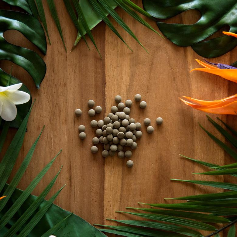 お得な4個セット キャンドルブッシュ 100パーセント配合 キャンドルブッシュ100 粒タイプ 200粒入り サプリメント cb100-200-4 | ブランド登録なし | 13