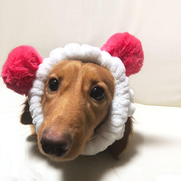 ドッグ 被り物 かぶりもの 犬用 アクセサリー コスチューム ヘアーバンド バンド ヘアバン カチューシャ アニマル コスプレ パンダ ぱんだ 新作 ネコポス送料無 Da エレファント 通販 Yahoo ショッピング