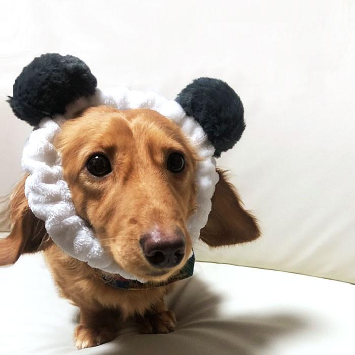 ドッグ 被り物 かぶりもの 犬用 アクセサリー コスチューム ヘアーバンド バンド ヘアバン カチューシャ アニマル コスプレ パンダ ぱんだ 新作 ネコポス送料無 Da エレファント 通販 Yahoo ショッピング