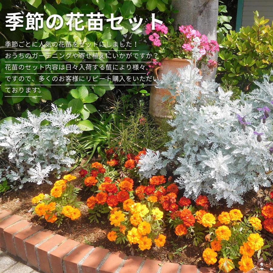 店長おまかせ 季節の花苗8個セット ガーデニング 園芸 寄せ植え 店長おまかせ 季節の花苗8個セット ガーデニング 園芸 寄せ植え