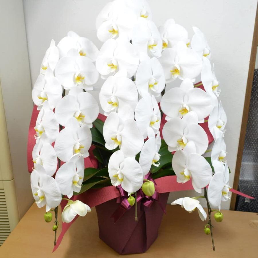 ベスト商品 立て札可 胡蝶蘭 3本立 ホワイト系 生花 こちょうらん コチョウラン 引越し祝い 開店祝い 開業祝い 開院祝い B01gmyhhvm フラワーショップエルフルール 通販 Yahoo ショッピング オンライン店舗 Foundationbts Com