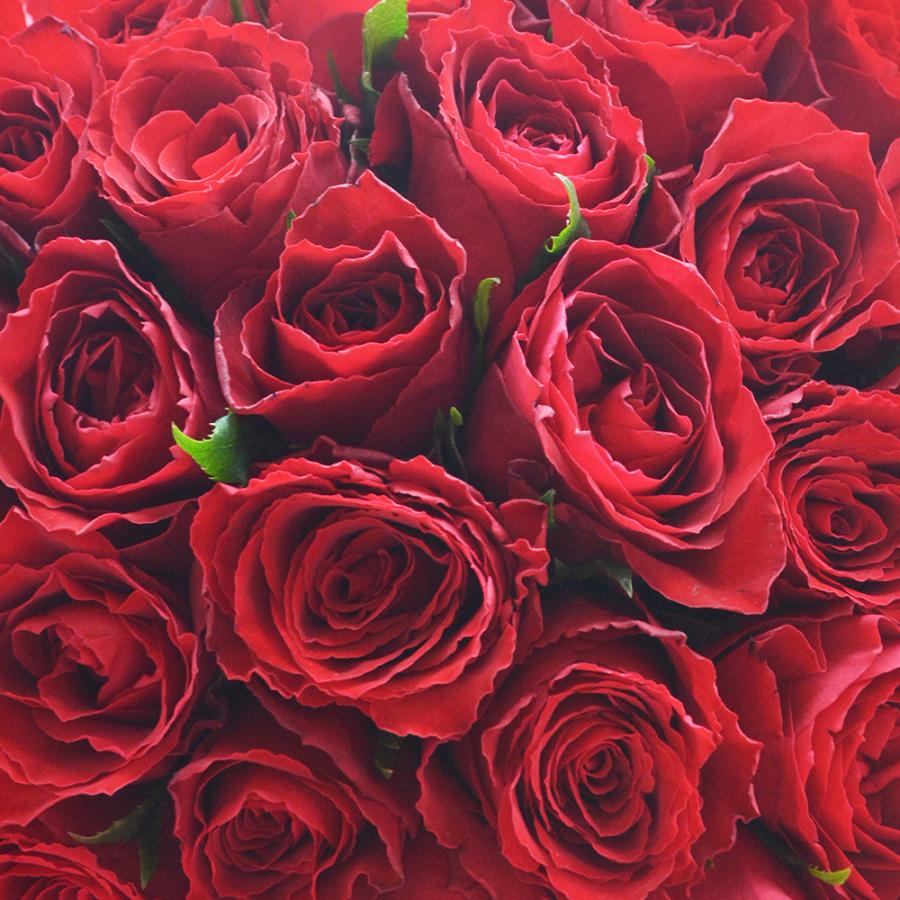4色から選べる バラの花束 20本 レッド 赤 イエロー ピンク オレンジ プレゼント 薔薇 花 ギフト 贈り物 誕生日 お祝い 女性 クリスマス プロポーズ 生花｜elfleur｜04