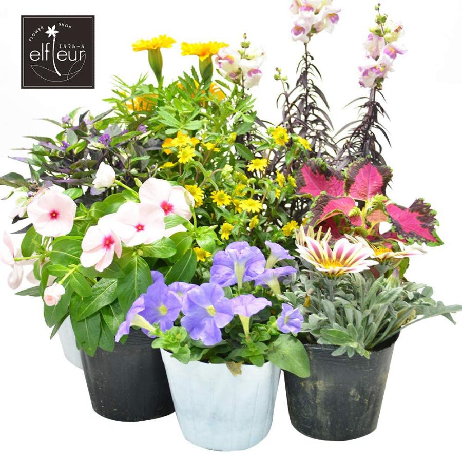 店長おまかせ 季節の花苗18個セット ガーデニング 園芸 寄せ植え 花 苗