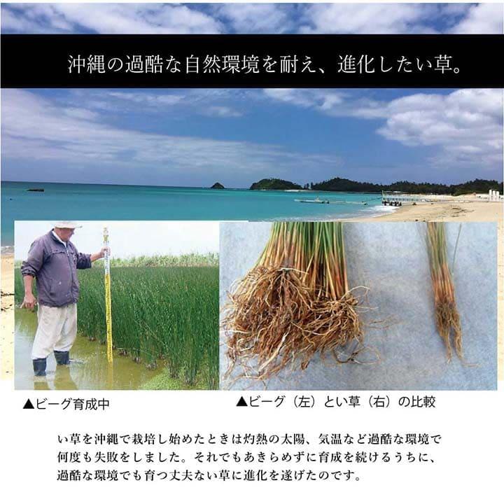 い草ラグ ラグ いぐさ 3畳 マット 国産 滑り止め 裏貼り い草カーペット 夏用 い草 カーペット クッション 日本製 おしゃれ 抗菌 防臭 夏 長方形 ビーグ_5