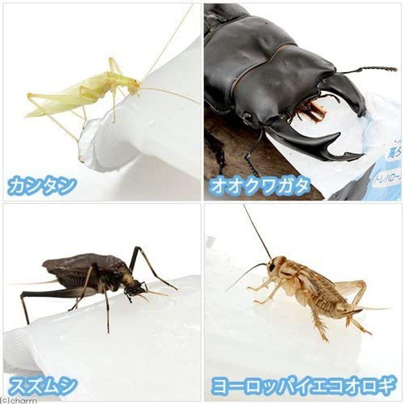 KBファーム 昆虫ゼリー プロゼリー(16g 200個入り) :20211006152625-00491:えるみストア - 通販 - Yahoo!ショッピング KBファーム 昆虫ゼリー プロゼリー(16g 200個入り) :20211006152625-00491:えるみストア - 通販 - Yahoo!ショッピング
