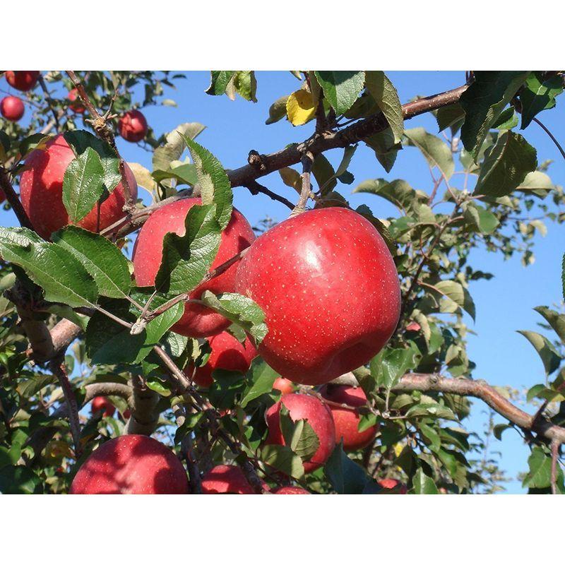 【新商品】 ここさち 丸ごとにんじん＆りんごジュース6本セット/ストレートジュース 12回定期お届けコース 【9741660397】(34235円)