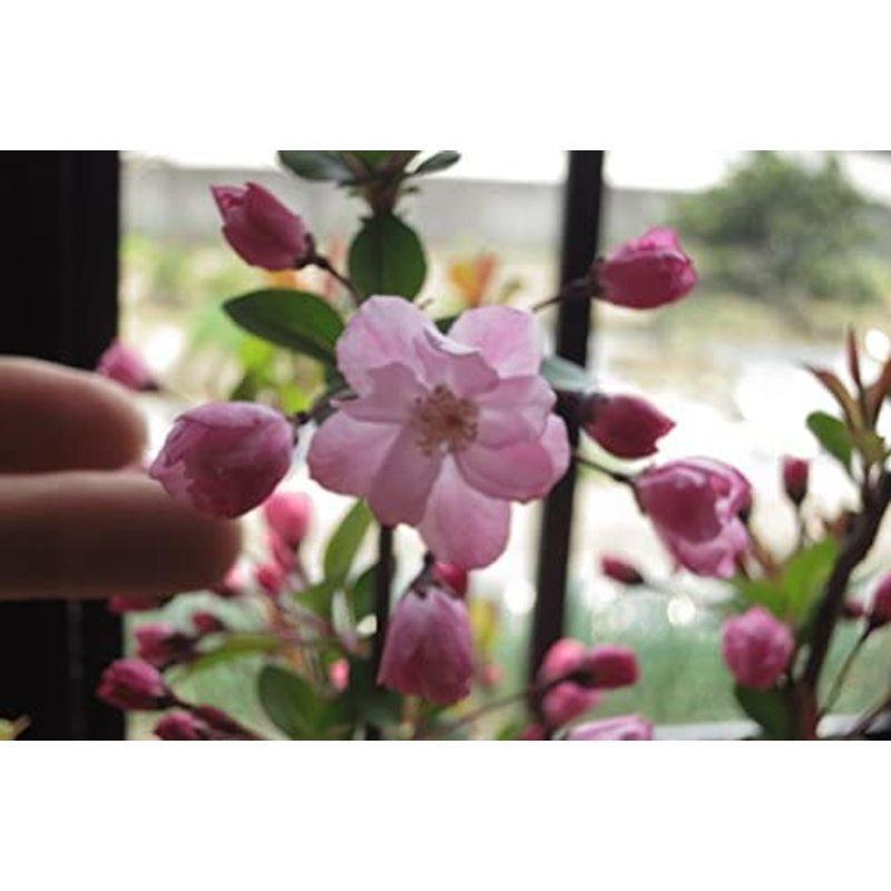 サクラ お祝いの贈り物 ハナカイドウ 桜盆栽 :20220110205341-00031 