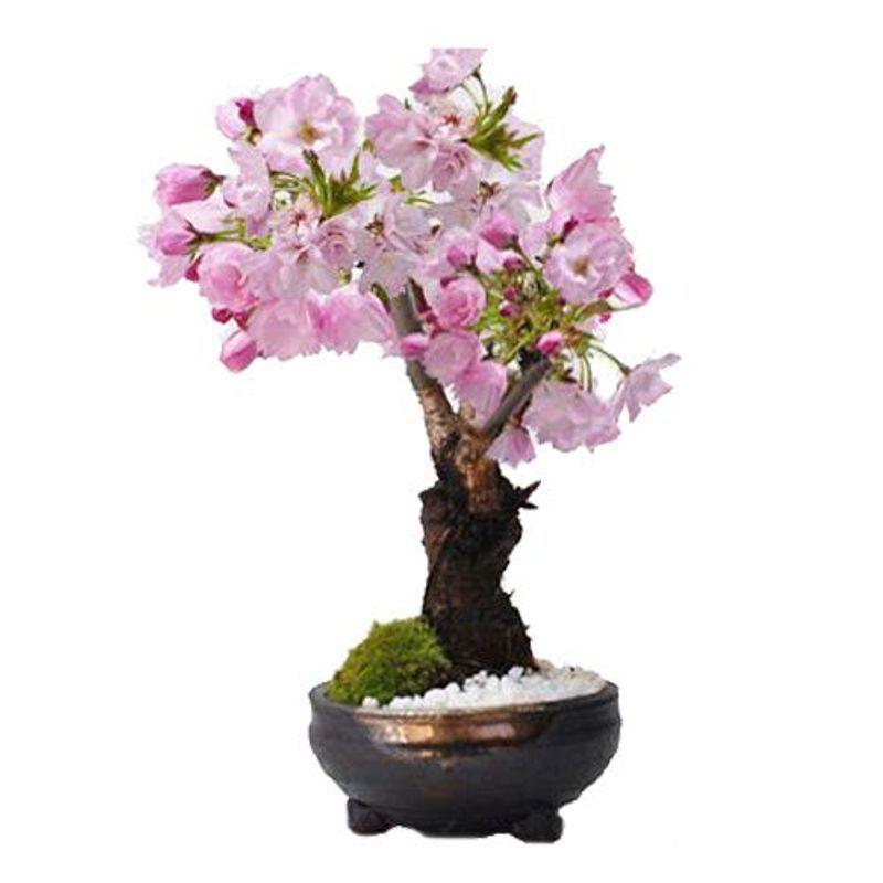 桜 盆栽 開花終了 葉桜 おうちでお花見 桜のミニ盆栽 鉢植え 育て方冊子と肥料付き 小さくても満開の花咲く 盆栽妙 樹高15cm えるみストア 通販 Yahoo ショッピング