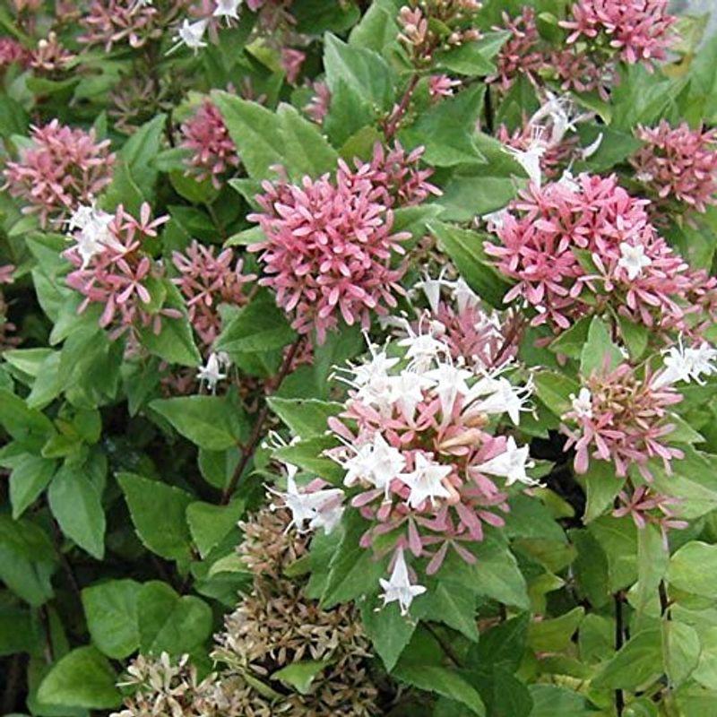 激安正規 アベリア シネンシス8号ポット花後のガクが常緑低木 母の香りのよい品種花木の苗木 植木鉢 Pathwaysfl Org