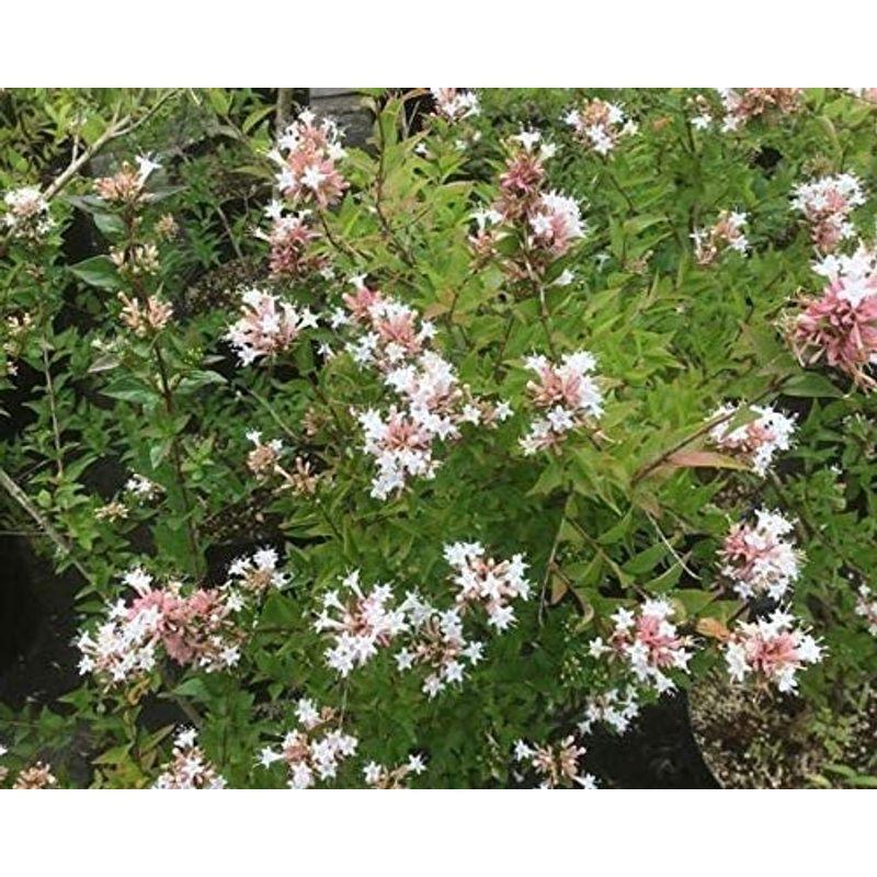 激安正規 アベリア シネンシス8号ポット花後のガクが常緑低木 母の香りのよい品種花木の苗木 植木鉢 Pathwaysfl Org