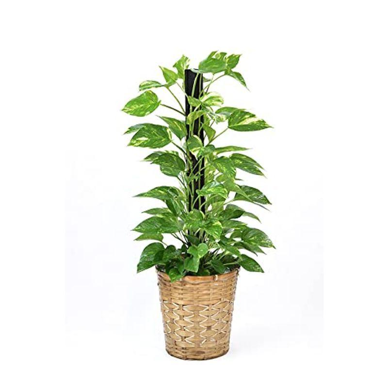 本物保証特価 観葉植物 本物 ポトス オウゴンカズラ ヘゴ仕立て７号鉢 キャラメルブラウン鉢カバー付 クリアランス純正 Ssl Daikyogo Or Jp