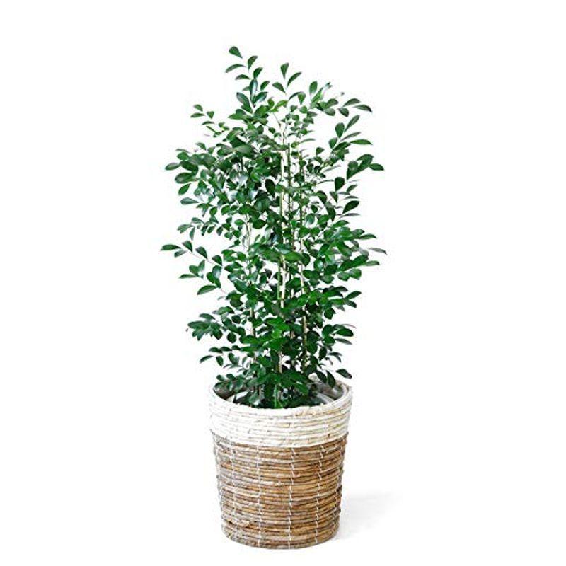 最大52 オフ 観葉植物 ゲッキツ シルクジャスミン 6号鉢植え