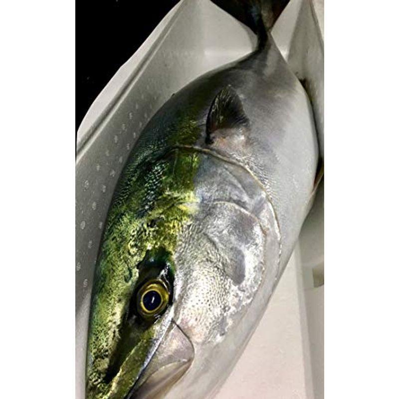 公式 アウトレット通販 鮮度抜群長崎県対馬産 寒ブリ 鰤 8キロ 通販 価格 Acelerando Com Ec