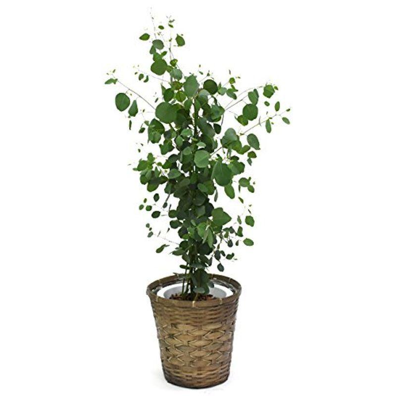 ユーカリ ポポラス ポリアンセモス 中型8号 鉢植え 籐の経木鉢カバーｄ付き 鉢カバーセット 観葉植物 春のコレクション Ahmedmostafa Us