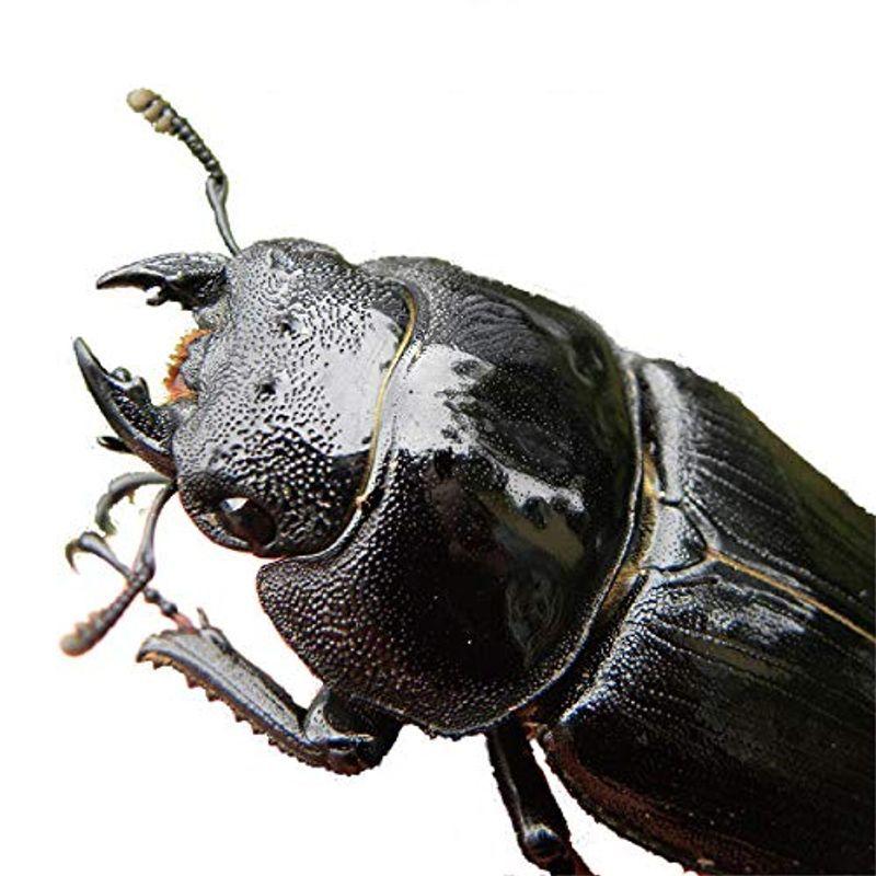 むしや本舗国産 オオクワガタ 成虫 メス メス 特大サイズ53ミリ昆虫 生体