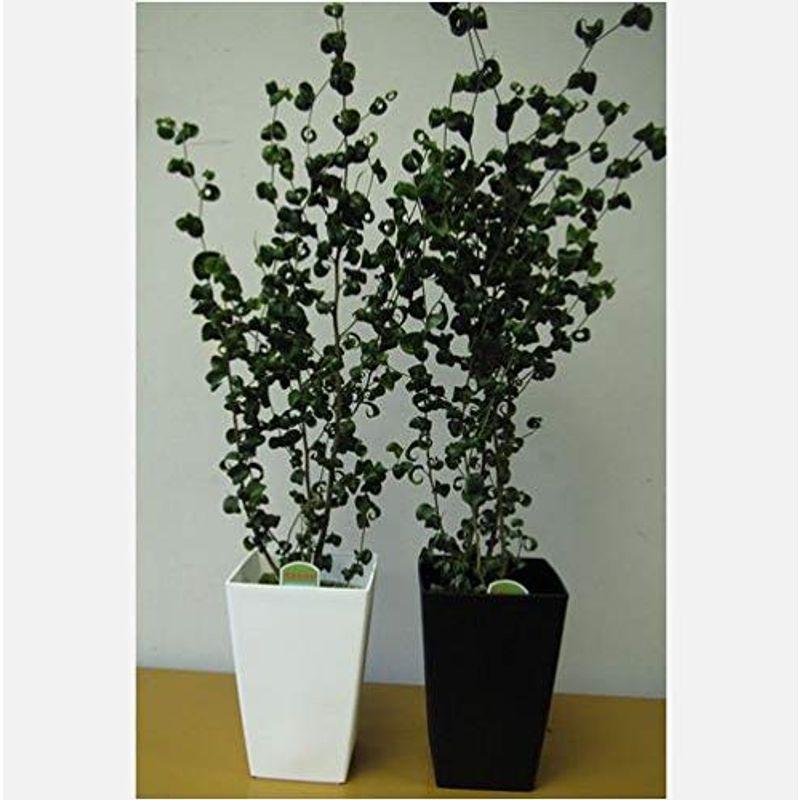 プランツネット(Plants Net) 観葉植物 フィカス・ベンジャミナ(ベンジャミン)・バロック 6号 K0100130 6入