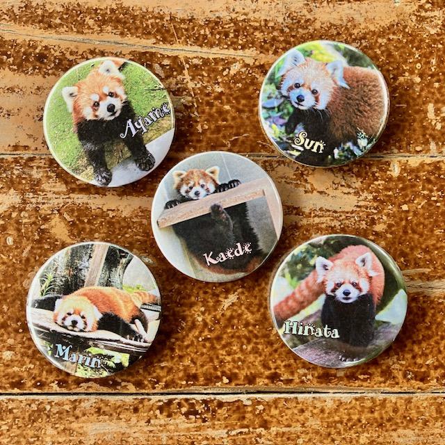 レッサーパンダ缶バッジセット : ズーショップ エルザ - 通販 - Yahoo