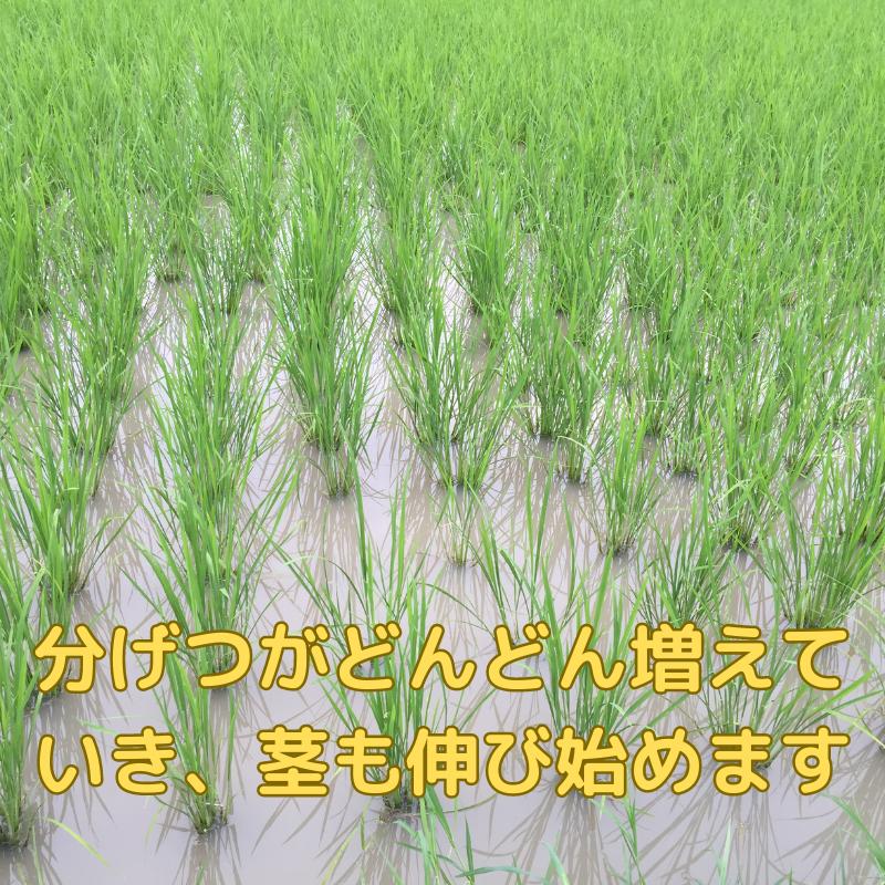 米10Kg 送料無料 特別栽培米 徳島県産 あわみのり 精米 令和5 米10Kg 送料無料 特別栽培米 徳島県産 あわみのり 精米 令和5