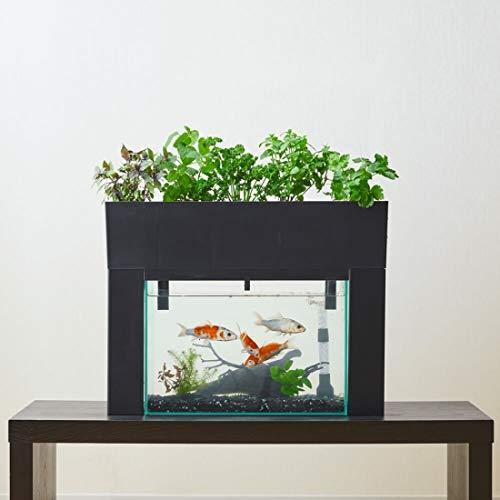 即納 最大半額 アクアポニックス 水耕栽培 キット アクアスプラウト Sv さかな畑 トータルセット ベーシック ブラック 楽天市場 Www Technet 21 Org