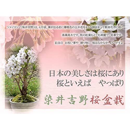 在庫限り ソメイヨシノ桜盆栽 格安即決 Www Tiebreak Fr