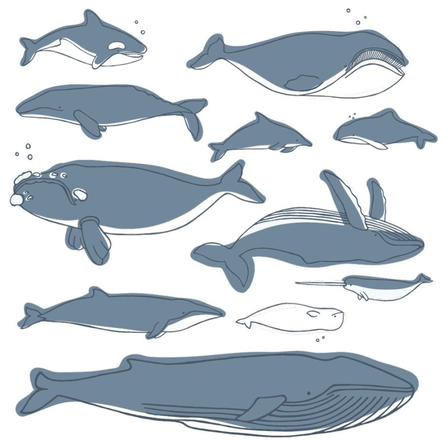 海の生物 シール式ウォールステッカー 魚 Fish Sea クジラ くじら イルカ いるか シャチ 飾り 90 90cm シール式 装飾 おしゃれ 壁紙 Wall Sticker Wsl Ws E Mart 通販 Yahoo ショッピング