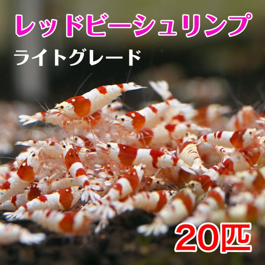レッドビーシュリンプ ライトグレード２０匹 全長15mm Pearlcon In