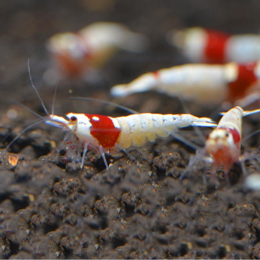 Sale レッドビーシュリンプ ローグレード３0匹 Salered30 エマスファームズ 通販 Yahoo ショッピング