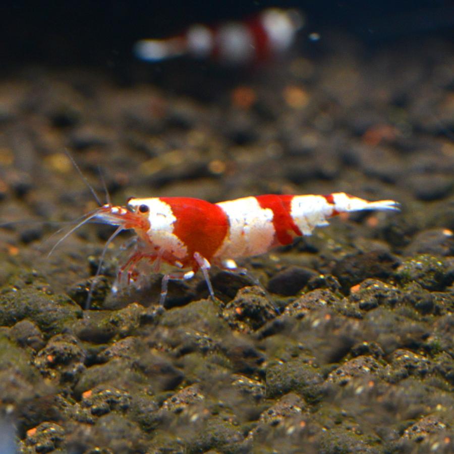 Sale レッドビーシュリンプ ローグレード３0匹 Salered30 エマスファームズ 通販 Yahoo ショッピング