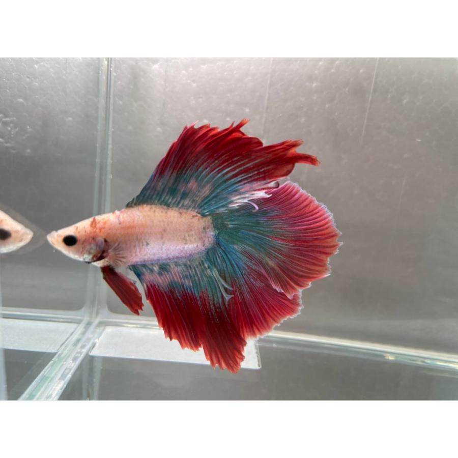 ダブルテール ベタ 熱帯魚 Wter 1 エマスファームズ 通販 Yahoo ショッピング