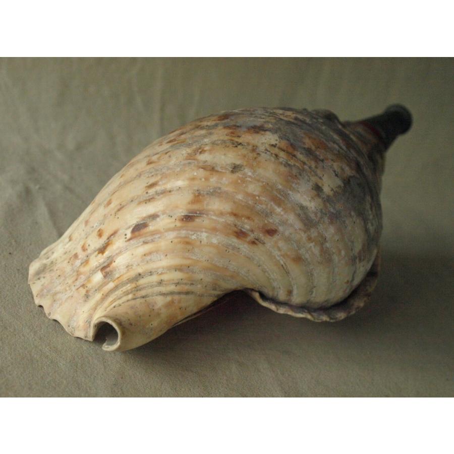 戦国時代 法螺貝38cm陣貝 ホラ貝 在銘 銅製吹口 漆塗 ホラガイ ラッパ 巻貝 ほらがい 貝標本 呼笛 山伏 戦初 仏教仏具 刀装具 19 1006 100 0001 Ema商店 通販 Yahoo ショッピング