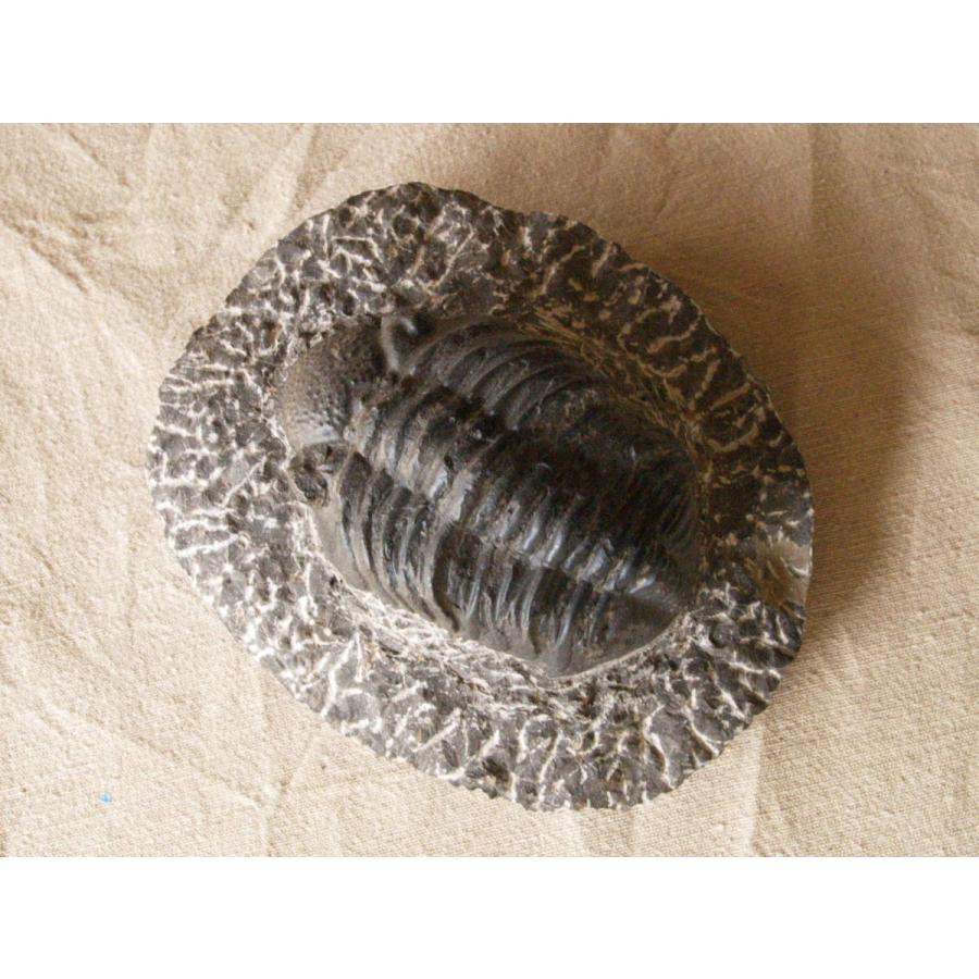 稀少 デボン紀 三葉虫化石 母岩付14cm1.1kg Trilobite Gerastos sp 検 ジブリ ナウシカ オーム 王蟲｜emastore7777｜02