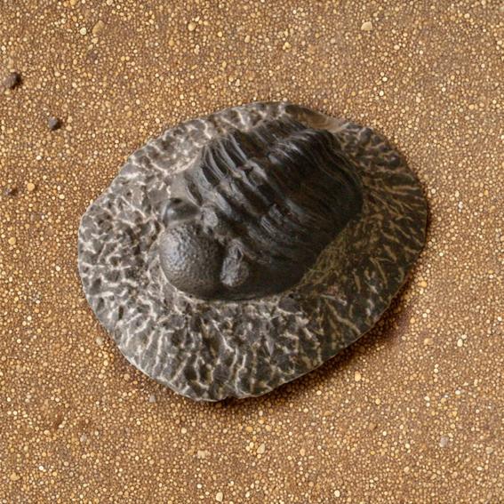 稀少珍品 デボン紀 三葉虫化石 奇形 母岩付14cm1.1kg Trilobite