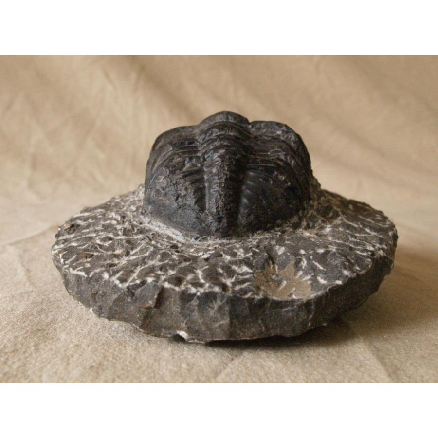 値下げ！三葉虫の大型化石／母岩付 約9.5cm 640g 希少古生代デボン紀相当 三葉虫 化石（母岩付） （アソート） No.14 | 神棚・神具の製造