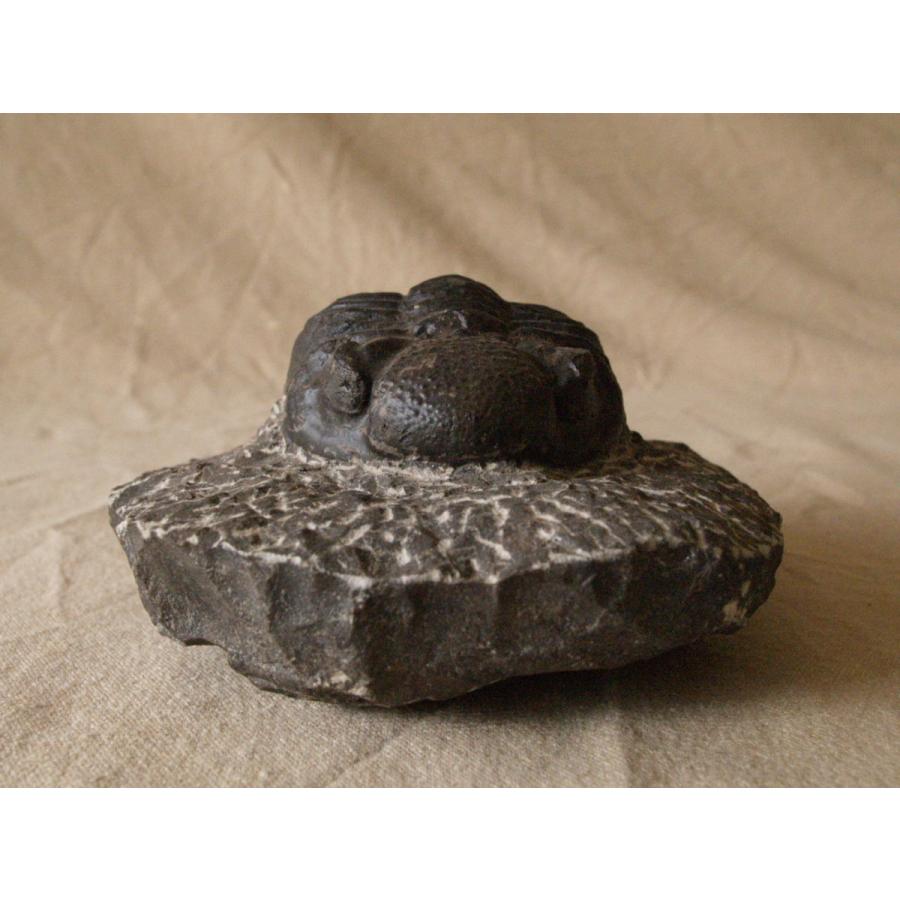 稀少珍品 デボン紀 三葉虫化石 奇形 母岩付14cm1.1kg Trilobite