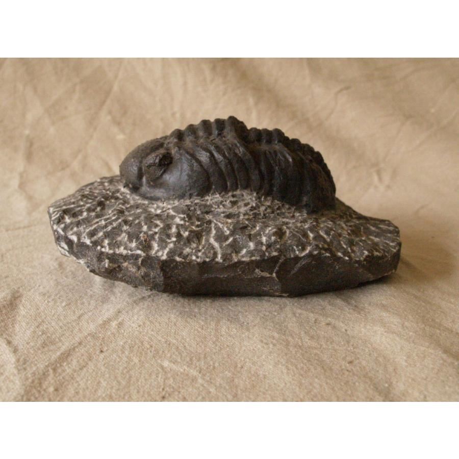 値下げ！三葉虫の大型化石／母岩付 約9.5cm 640g 希少古生代デボン紀相当 稀少珍品 デボン紀 三葉虫化石 奇形 母岩付14cm1.1kg Trilobite