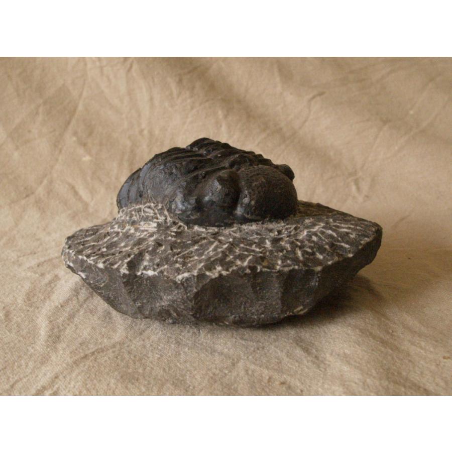 稀少 デボン紀 三葉虫化石 母岩付14cm1.1kg Trilobite Gerastos sp 検 ジブリ ナウシカ オーム 王蟲｜emastore7777｜10