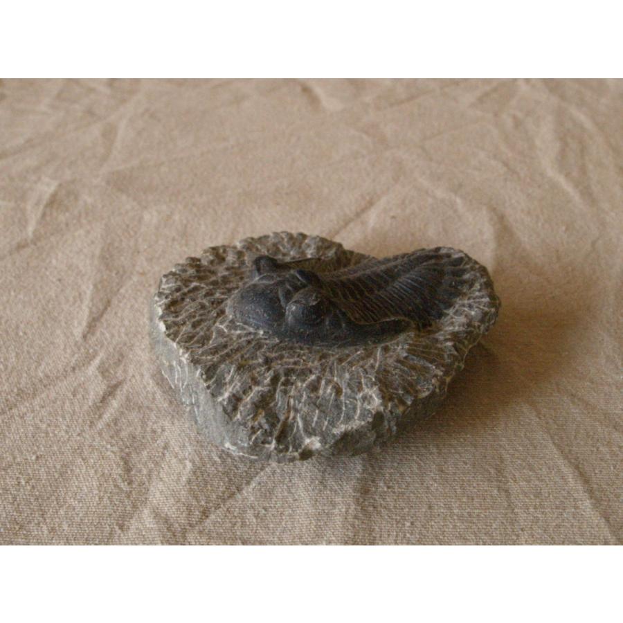 稀少 デボン紀 三葉虫化石 ホラドプスHolladops sp　母岩付9cm モロッコ産｜emastore7777｜02