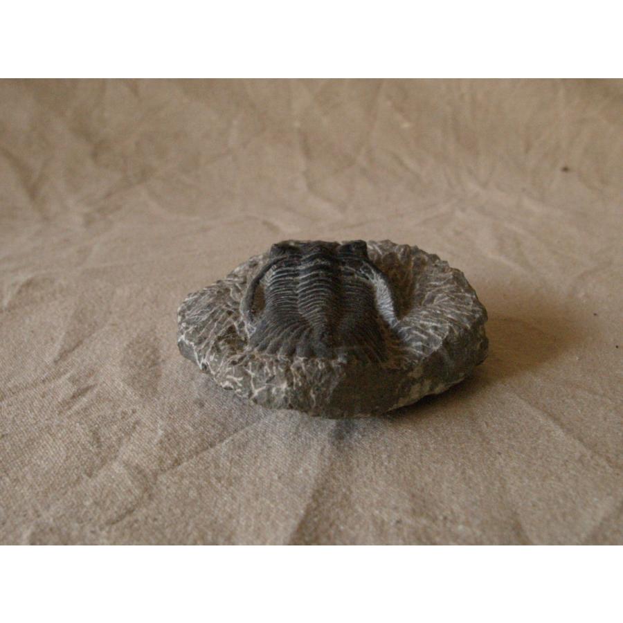 稀少 デボン紀 三葉虫化石 ホラドプスHolladops sp　母岩付9cm モロッコ産｜emastore7777｜09