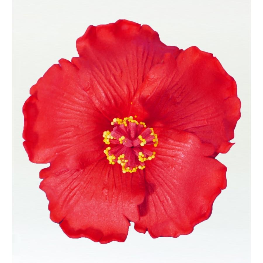 フラダンス ハイビスカス ヘアクリップ レッド 1325rC | 