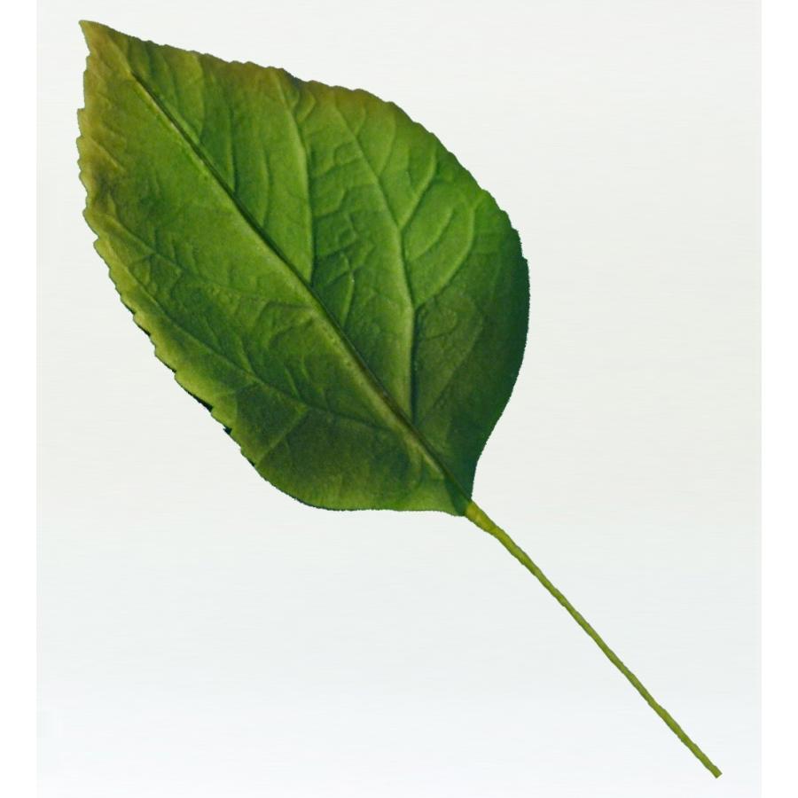 フラダンス ハイビスカスリーフ Lサイズ 5枚セット 1332L |  | 01