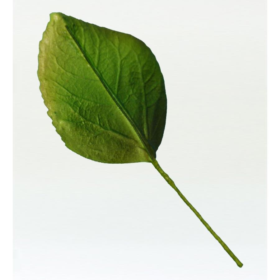 フラダンス ハイビスカスリーフ Mサイズ 5枚セット 1332M |  | 01