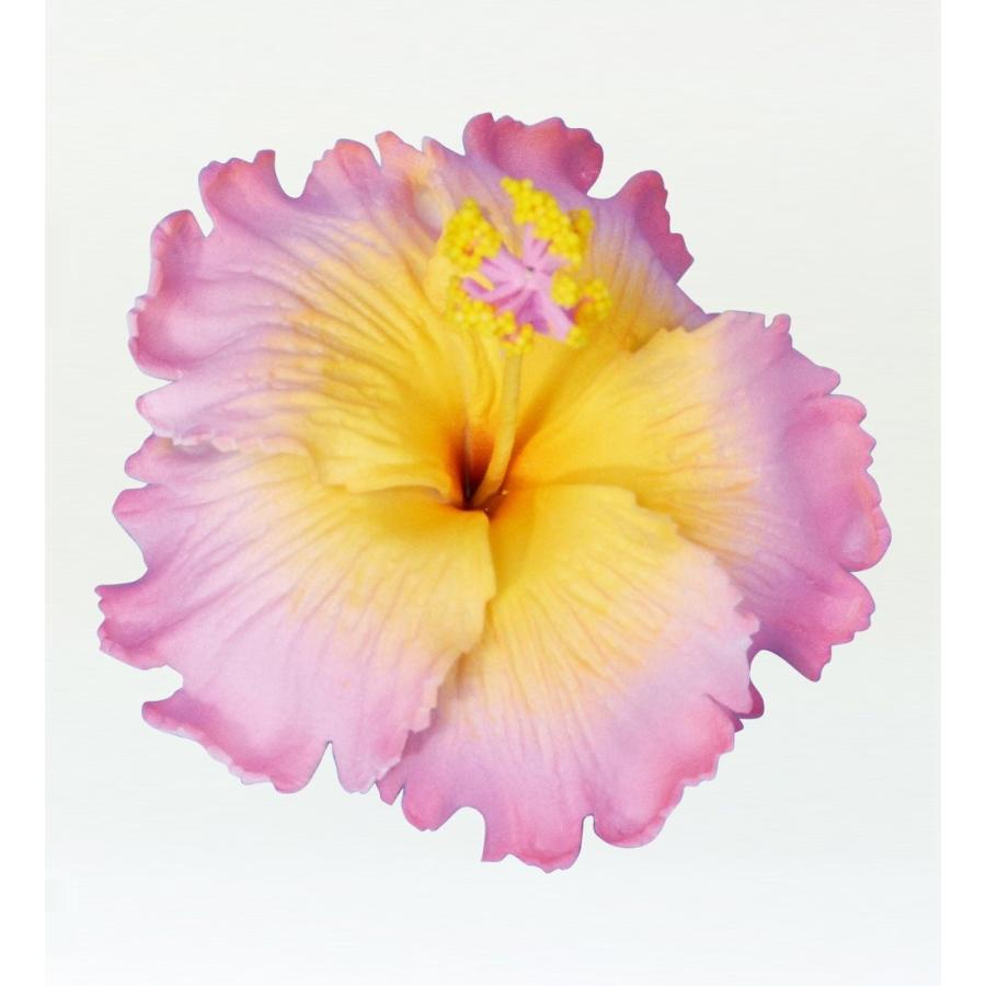 マート フラダンス ハイビスカス ヘアクリップ ピンク 1598pic Materialworldblog Com