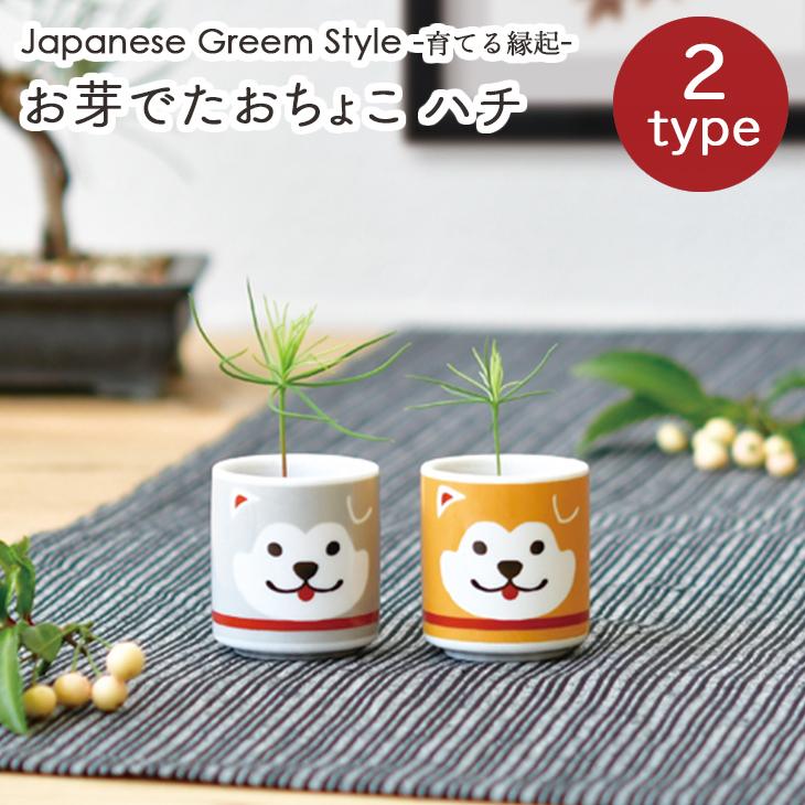 栽培セット お芽でたおちょこ ハチ 茶/グレー 赤松 黒松 室内栽培 栽培