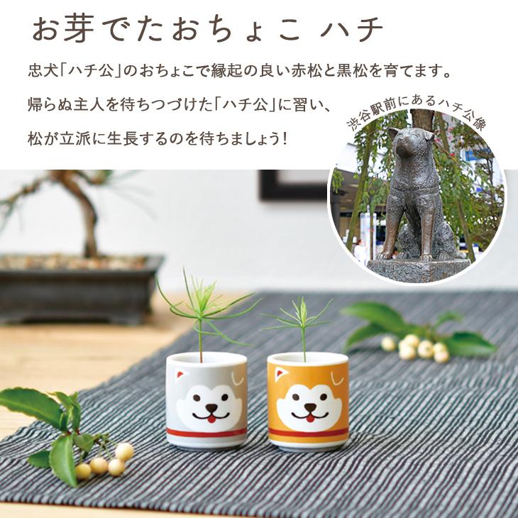 栽培セット お芽でたおちょこ ハチ 茶/グレー 赤松 黒松 室内栽培 栽培