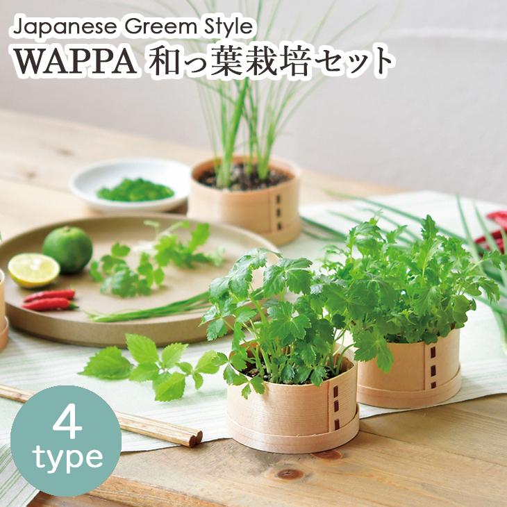 栽培キット WAPPA 和っ葉栽培セット シソ ミツバ コネギ 水菜 野菜