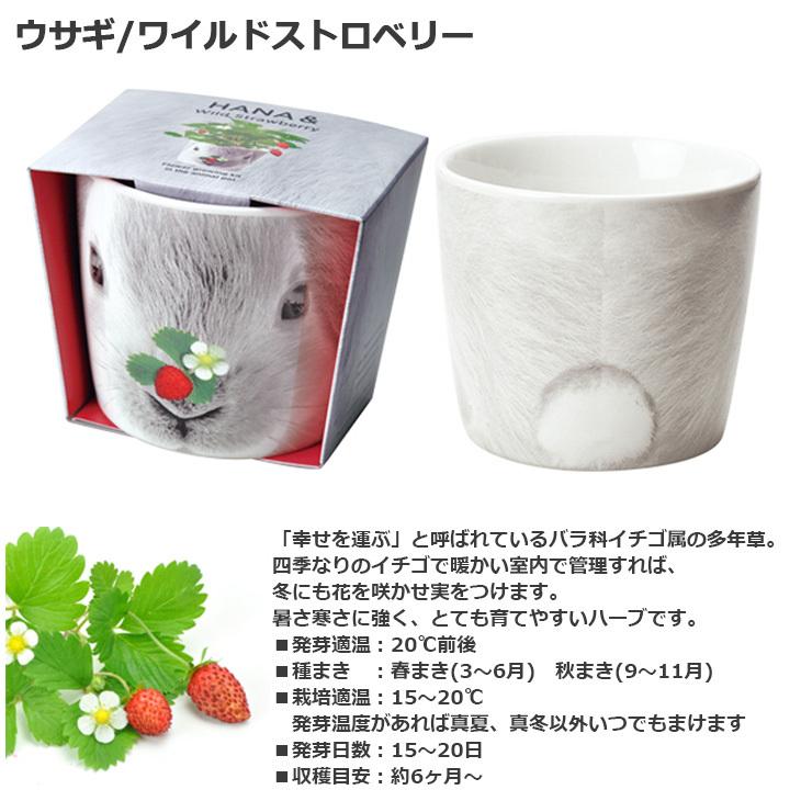スタンド（白）と植物育成球セット。お部屋の中で、イチゴが栽培できます。 お家でできる栽培セット