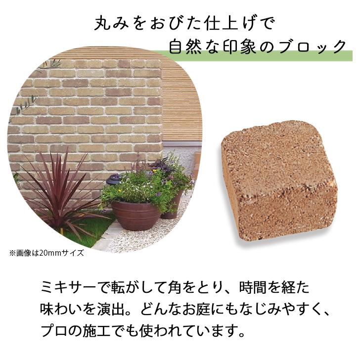 洋蘭 リンコニア 褐色系 6寸8本立ち ミルトニア 楽天市場】洋ランの苗