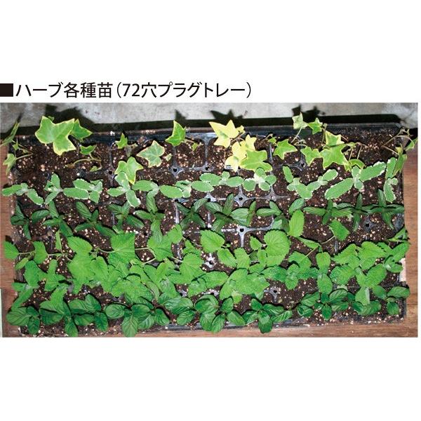 種まき用EM有機培土 〈50L〉 芽出し用 セルトレイ用 有機JAS適合資材 送料無料【メーカー直送品】|emlabo-shop|08