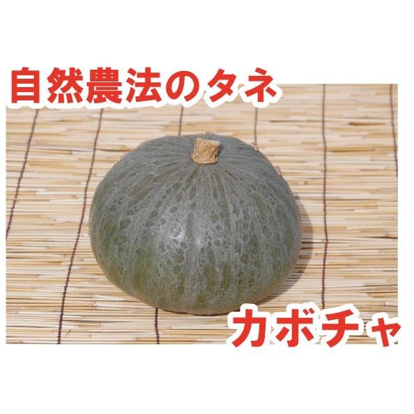 お徳用 カボチャ ケイセブン 中袋 100粒 南京 自然農法種子 無農薬 有機 交配種 メーカー直送品 Em情報室 通販 Yahoo ショッピング