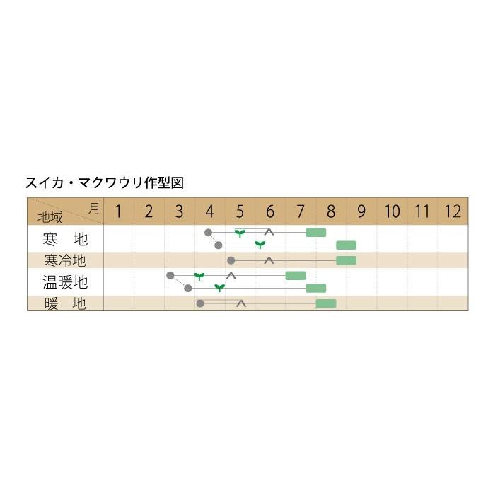お徳用】マクワウリ ナシウリ 中袋〈100粒〉 自然農法種子 無農薬 有機